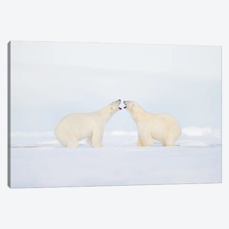 Polar Bears In A Fight Canvas Print #OPR125} by Ondřej Prosický Canvas Artwork