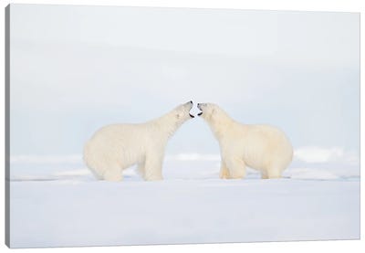 Polar Bears In A Fight Canvas Art Print - Glacier & Iceberg Art