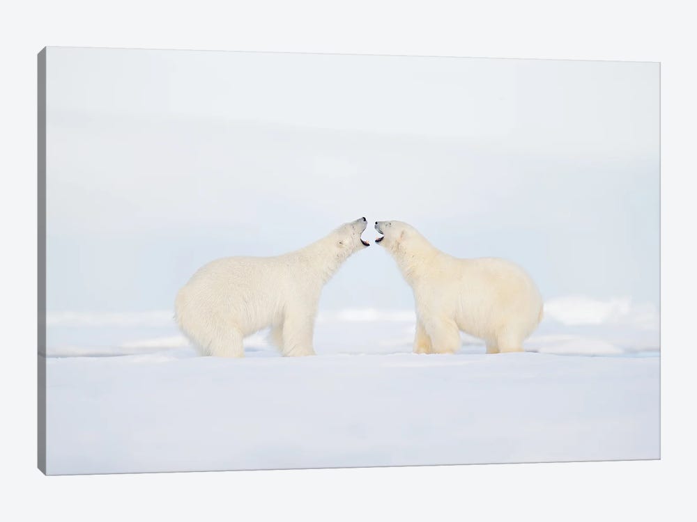 Polar Bears In A Fight by Ondřej Prosický 1-piece Art Print