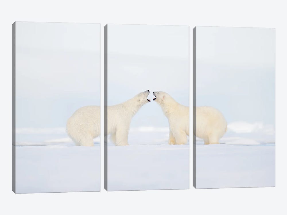 Polar Bears In A Fight by Ondřej Prosický 3-piece Art Print