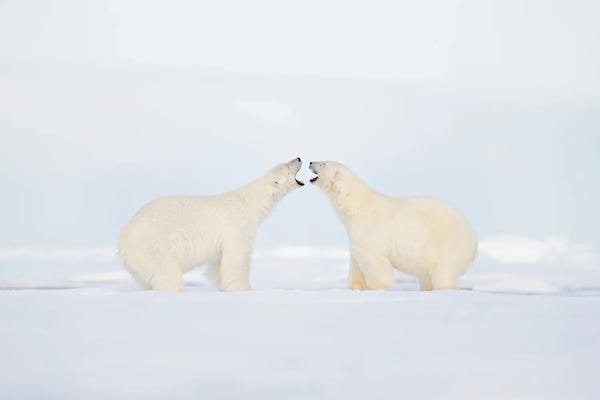 Polar Bears In A Fight