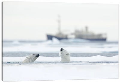 Polar Bears In Front Of A Vessel Canvas Art Print - Polar Bear Art