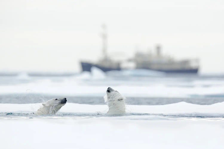 Polar Bears In Front Of A Vessel