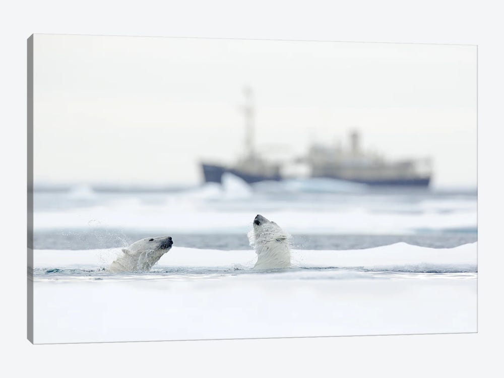Polar Bears In Front Of A Vessel by Ondřej Prosický 1-piece Canvas Wall Art