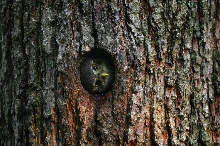 Pygmy Owl House