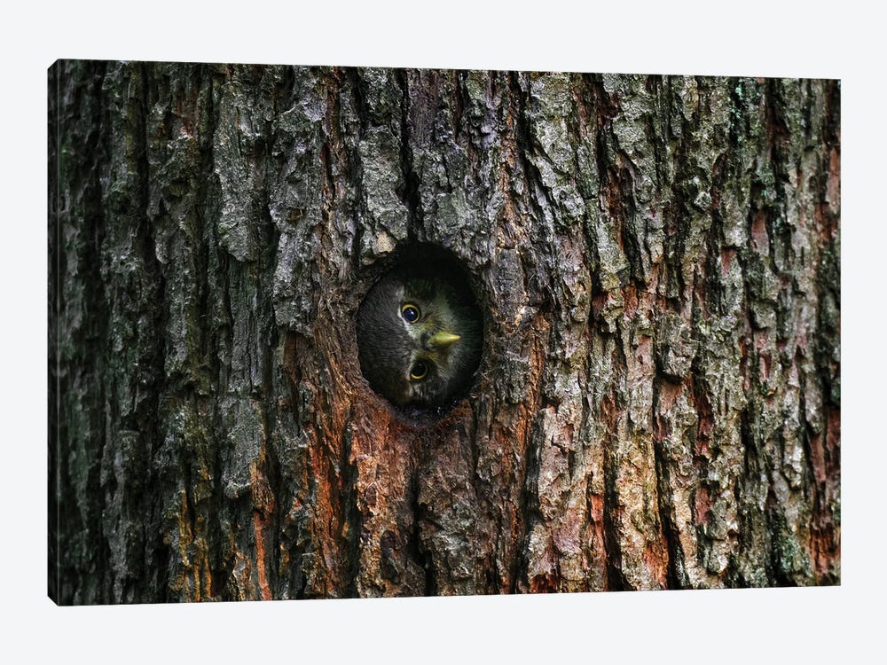 Pygmy Owl House by Ondřej Prosický 1-piece Art Print