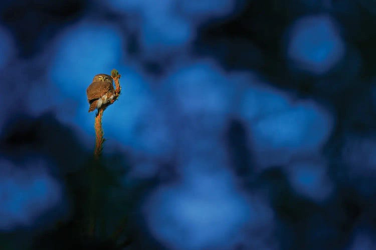 Pygmy Owl In A Blue Night