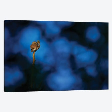 Pygmy Owl In A Blue Night Canvas Print #OPR128} by Ondřej Prosický Canvas Art Print