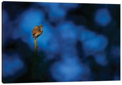 Pygmy Owl In A Blue Night Canvas Art Print - Ondřej Prosický