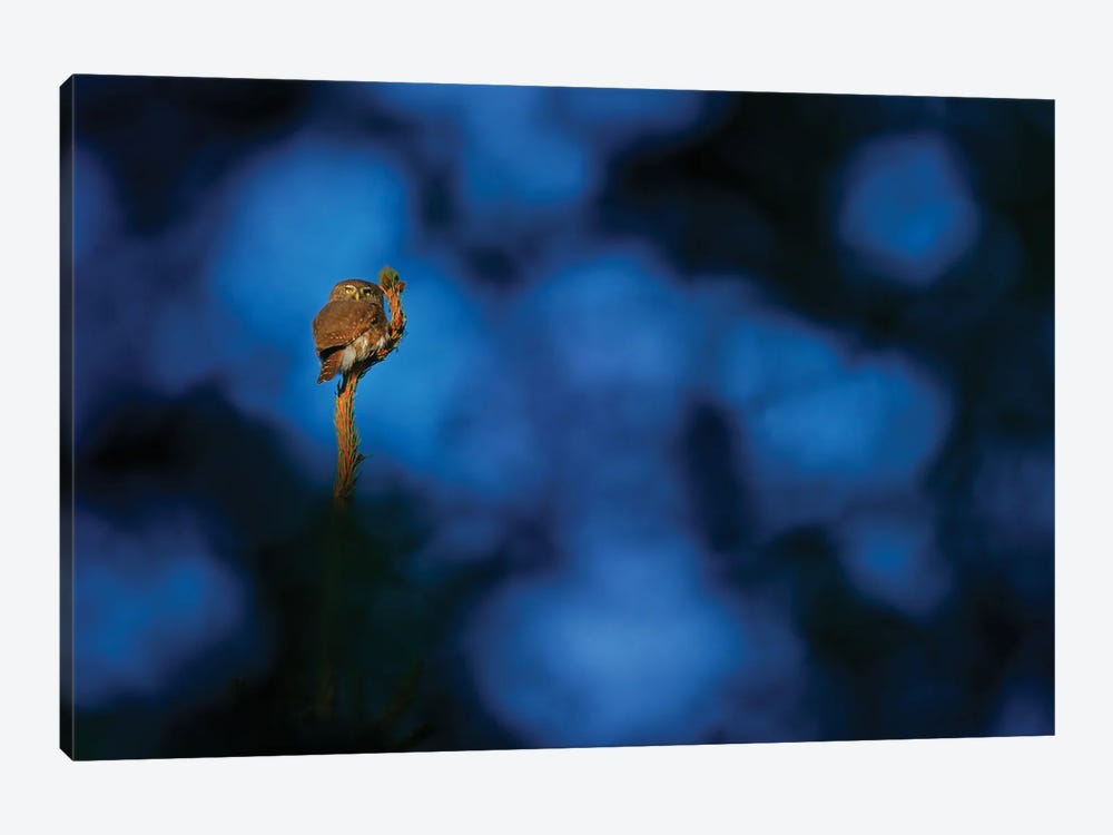 Pygmy Owl In A Blue Night by Ondřej Prosický 1-piece Canvas Wall Art
