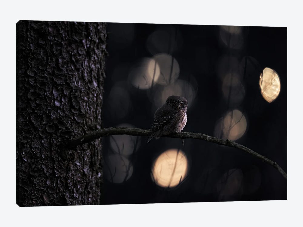 Pygmy Owl In Funny Light by Ondřej Prosický 1-piece Canvas Art Print