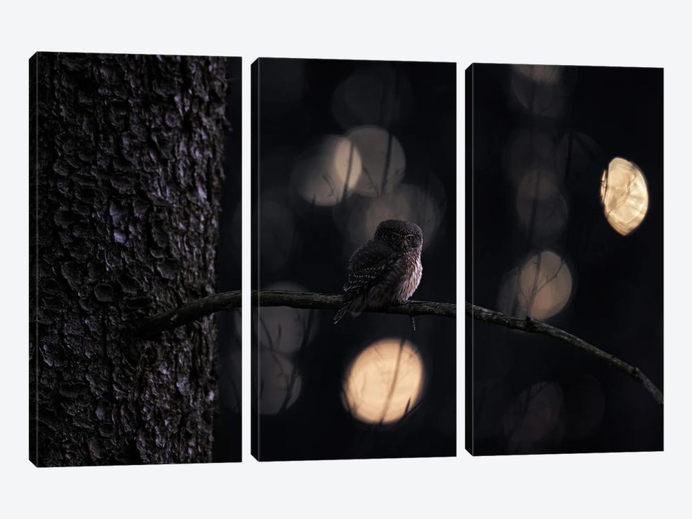 Pygmy Owl In Funny Light by Ondřej Prosický 3-piece Canvas Print