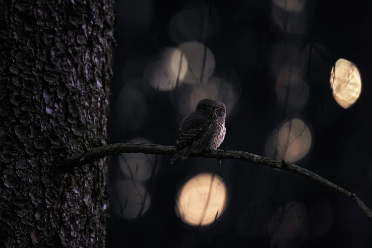 Pygmy Owl In Funny Light