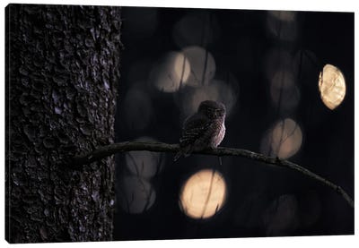 Pygmy Owl In Funny Light Canvas Art Print - Ondřej Prosický