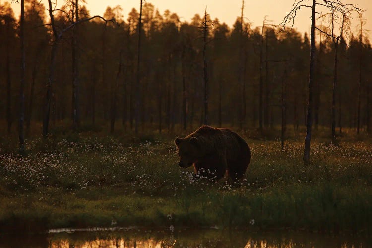 Bear In Cotton Grass