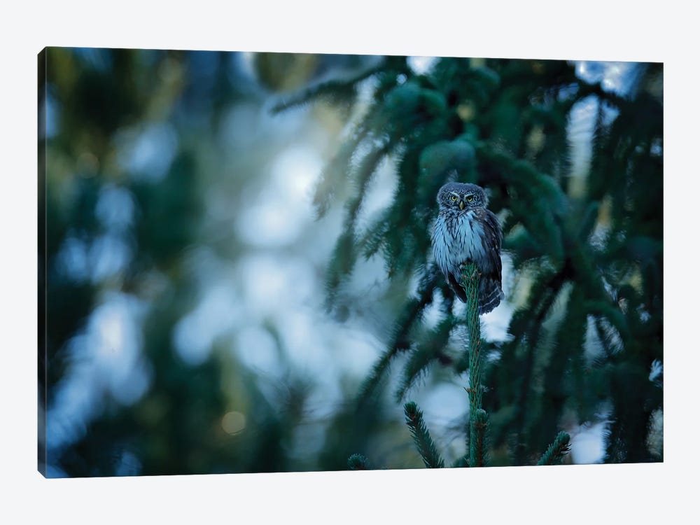 Pygmy Owl In Spruce Forrest by Ondřej Prosický 1-piece Canvas Art Print