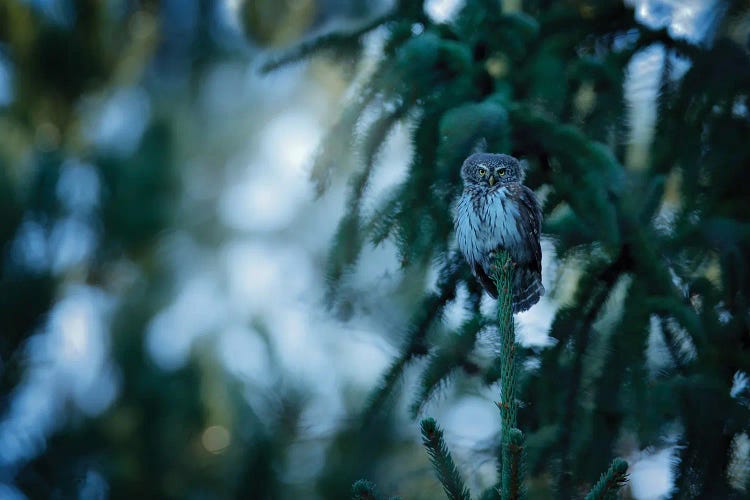 Pygmy Owl In Spruce Forrest