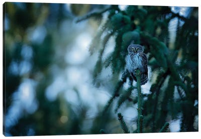 Pygmy Owl In Spruce Forrest Canvas Art Print - Ondřej Prosický