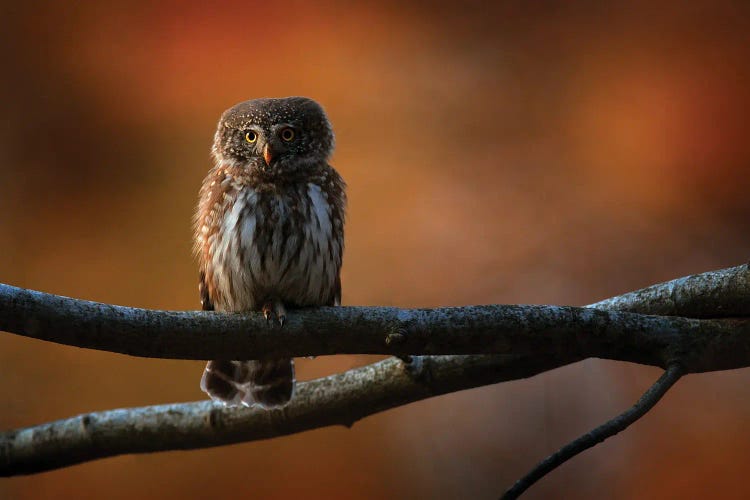 Pygmy Owl In The Fall