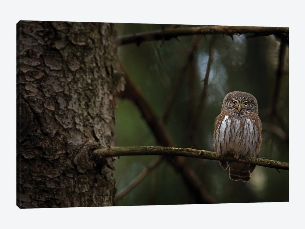 Pygmy Owl In The Forrest by Ondřej Prosický 1-piece Canvas Print
