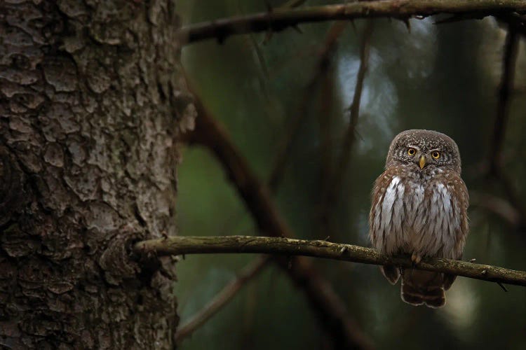 Pygmy Owl In The Forrest