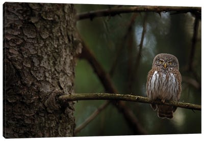 Pygmy Owl In The Forrest Canvas Art Print - Ondřej Prosický