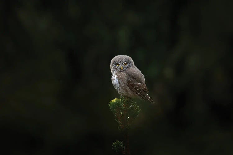 Pygmy Owl On Top Of A Spruce