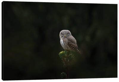 Pygmy Owl On Top Of A Spruce Canvas Art Print - Ondřej Prosický