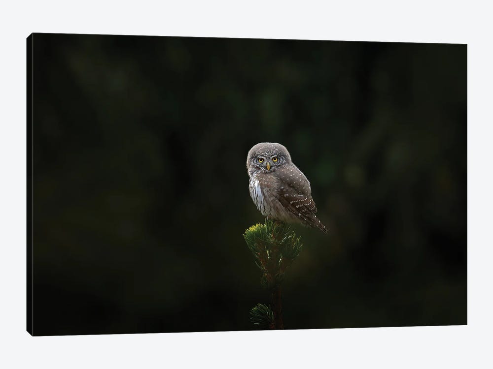 Pygmy Owl On Top Of A Spruce by Ondřej Prosický 1-piece Canvas Artwork