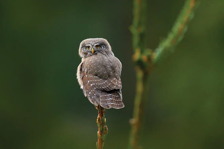 Pygmy Owl Portrait