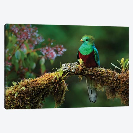 Quetzal In The Green Canvas Print #OPR136} by Ondřej Prosický Canvas Art Print