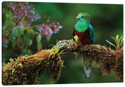 Quetzal In The Green Canvas Art Print - Ondřej Prosický