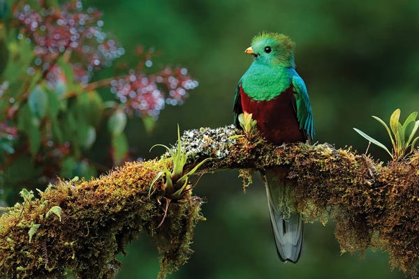 Ondřej Prosický: Quetzal In The Green by Ondřej Prosický