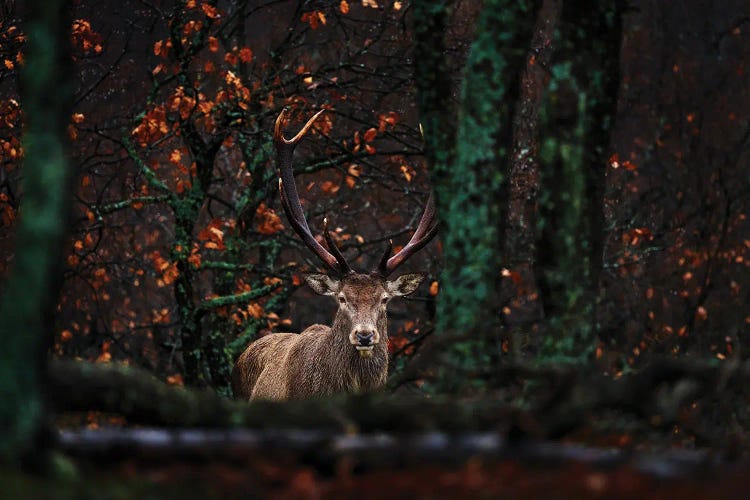 Read Deer In The Rain by Ondřej Prosický wall art