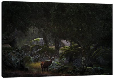 Red Deer Among Stones Canvas Art Print - Ondřej Prosický