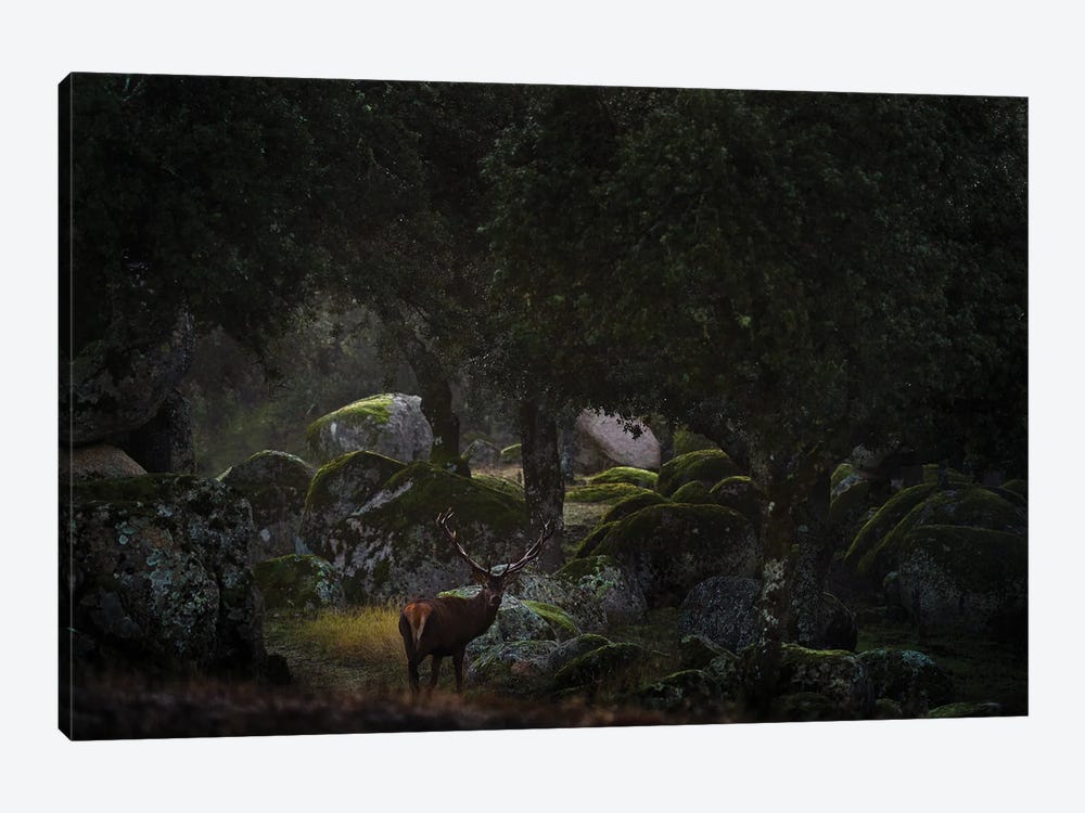 Red Deer Among Stones by Ondřej Prosický 1-piece Canvas Art