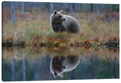 Bear In Lake Reflection Canvas Art Print - Grizzly Bear Art