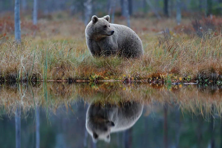 Bear In Lake Reflection