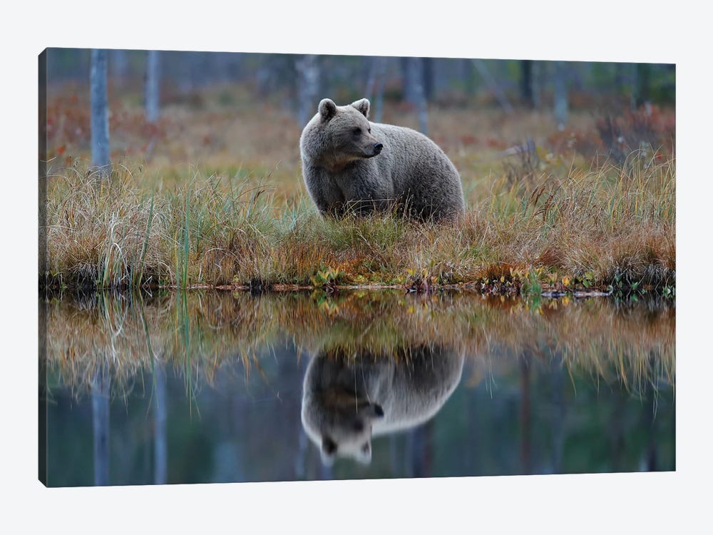 Bear In Lake Reflection by Ondřej Prosický 1-piece Canvas Artwork