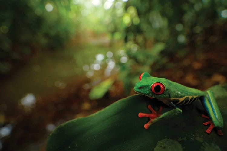 Red Eye Tree Frog