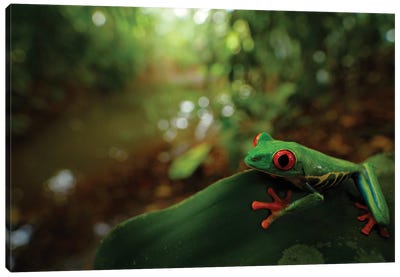 Red Eye Tree Frog Canvas Art Print - Ondřej Prosický