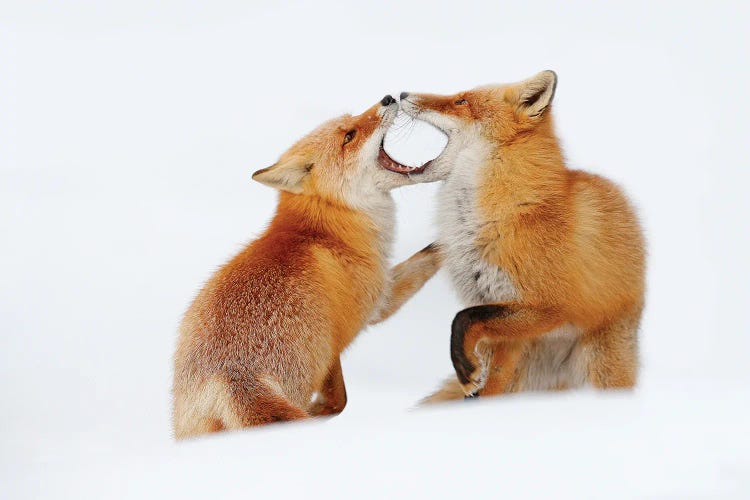 Red Fox In A Play