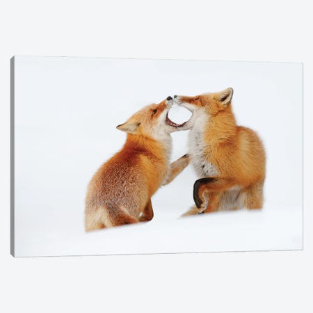 Red Fox In A Play Canvas Print #OPR141} by Ondřej Prosický Canvas Print