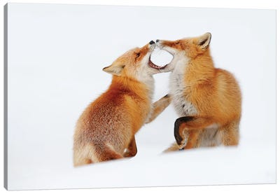 Red Fox In A Play Canvas Art Print - Ondřej Prosický