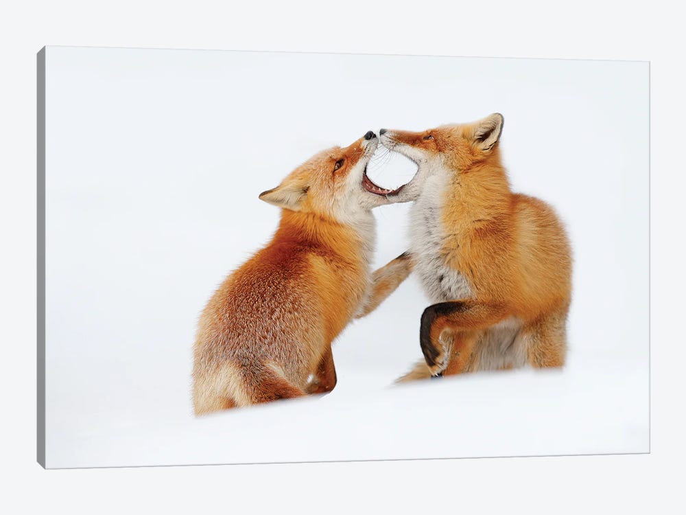 Red Fox In A Play by Ondřej Prosický 1-piece Canvas Art Print