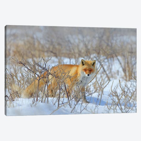 Red Fox In The Bush Canvas Print #OPR142} by Ondřej Prosický Art Print