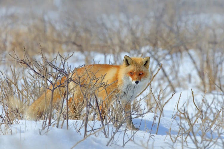 Red Fox In The Bush