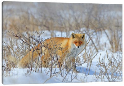 Red Fox In The Bush Canvas Art Print - Ondřej Prosický