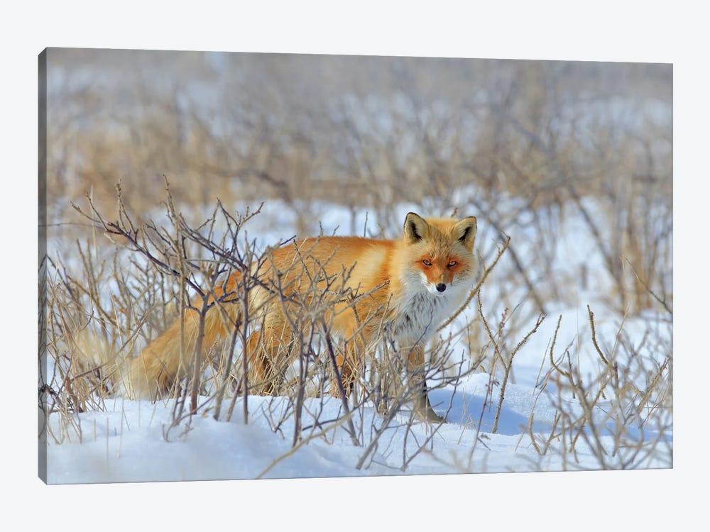 Red Fox In The Bush by Ondřej Prosický 1-piece Canvas Art