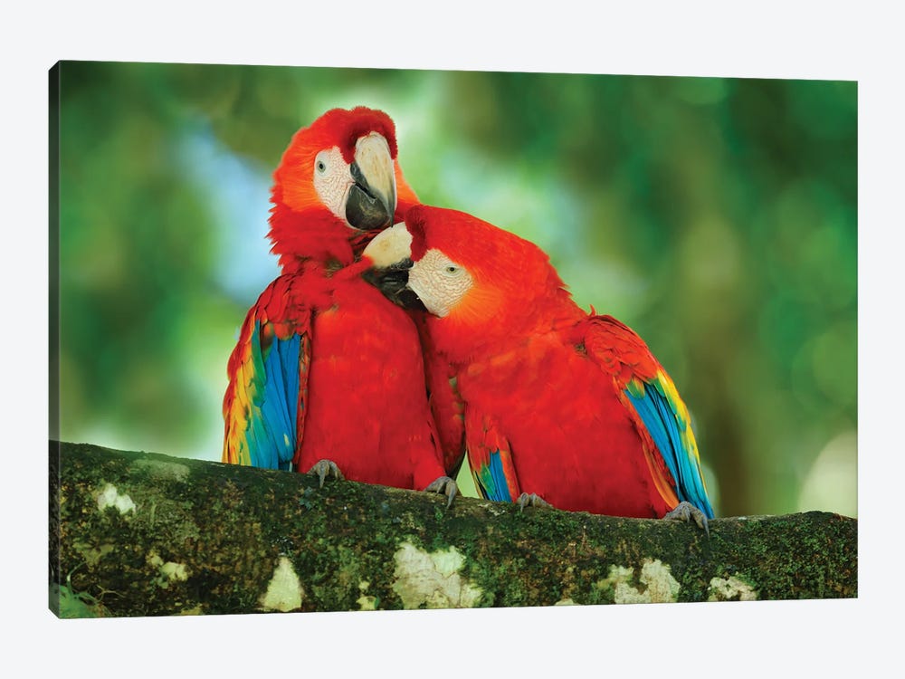 Red Parrot Love by Ondřej Prosický 1-piece Canvas Print
